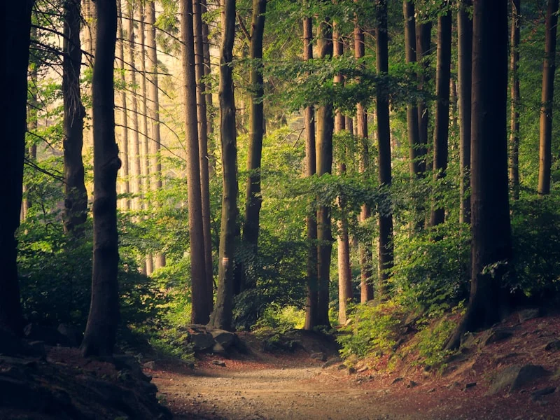 Forest path